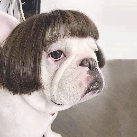 High-Temperature Silk Wig for Cats